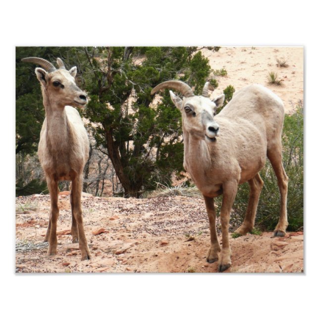 Funny Bighorn Sheep i Zion nationalpark Fototryck (Framsidan)