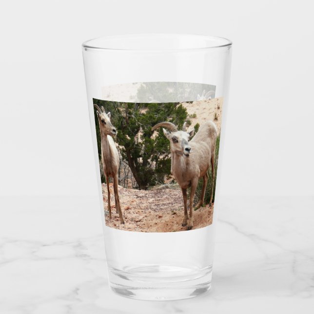 Funny Bighorn Sheep i Zion nationalpark Glaskopp (Framsida)