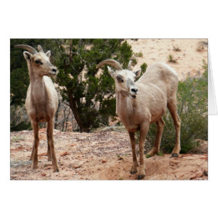 Funny Bighorn Sheep i Zion nationalpark Hälsningskort