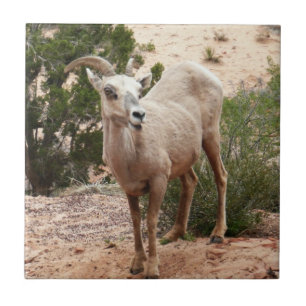 Funny Bighorn Sheep i Zion nationalpark Kakelplatta