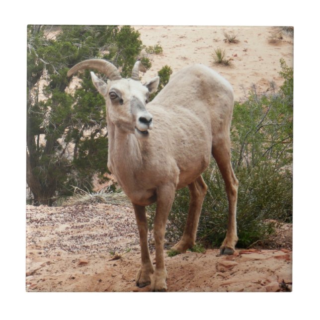 Funny Bighorn Sheep i Zion nationalpark Kakelplatta (Framsidan)