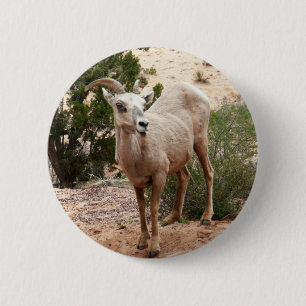 Funny Bighorn Sheep i Zion nationalpark Knapp
