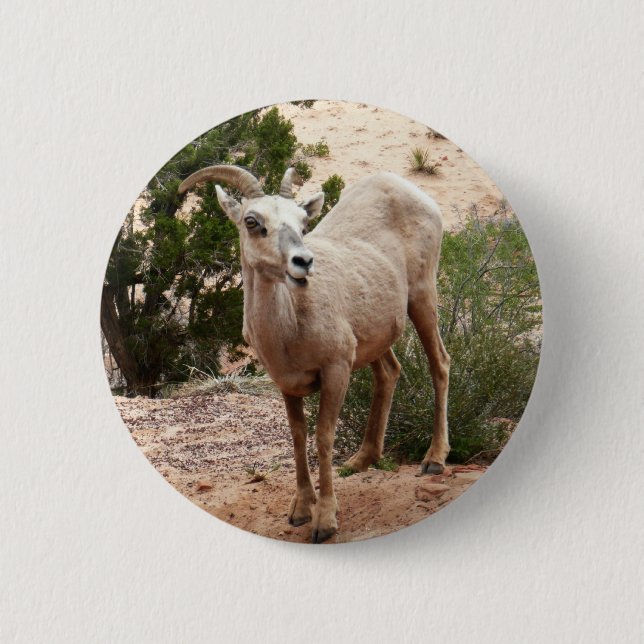 Funny Bighorn Sheep i Zion nationalpark Knapp (Framsida)