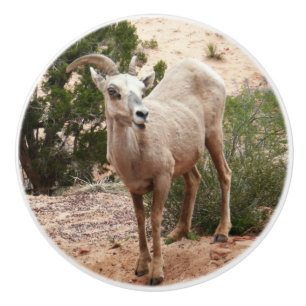 Funny Bighorn Sheep i Zion nationalpark Knopp