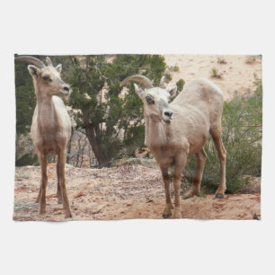 Funny Bighorn Sheep i Zion nationalpark Kökshandduk