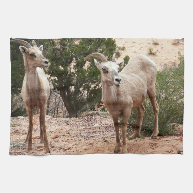 Funny Bighorn Sheep i Zion nationalpark Kökshandduk (Horisontell)