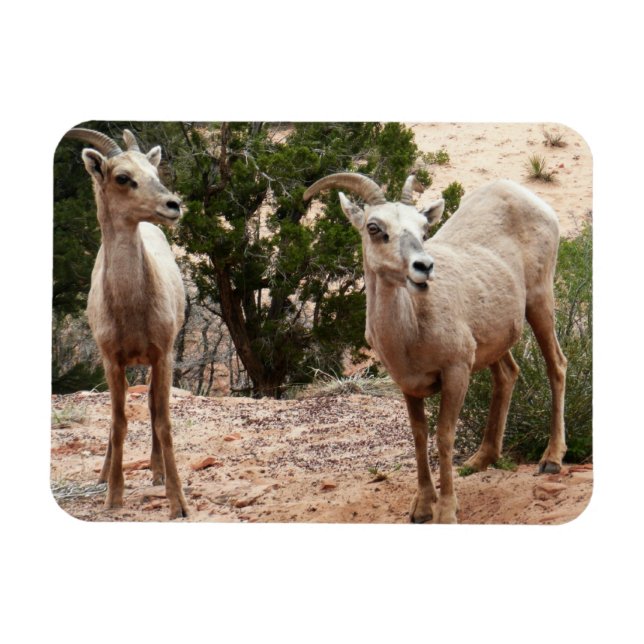 Funny Bighorn Sheep i Zion nationalpark Magnet (Horisontell)