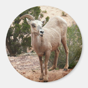 Funny Bighorn Sheep i Zion nationalpark Magnet