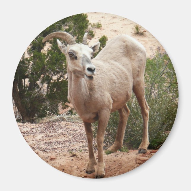 Funny Bighorn Sheep i Zion nationalpark Magnet (Framsidan)