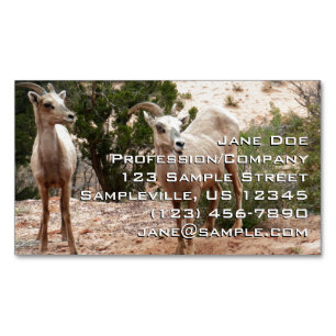 Funny Bighorn Sheep i Zion nationalpark Magnetiska Visitkort