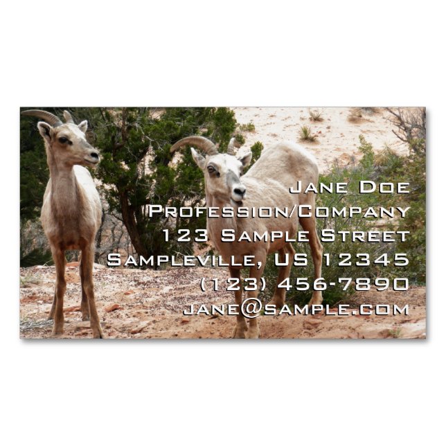 Funny Bighorn Sheep i Zion nationalpark Magnetiska Visitkort (Framsida)