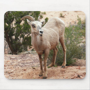 Funny Bighorn Sheep i Zion nationalpark Musmatta