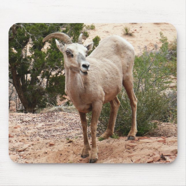 Funny Bighorn Sheep i Zion nationalpark Musmatta (Framsidan)
