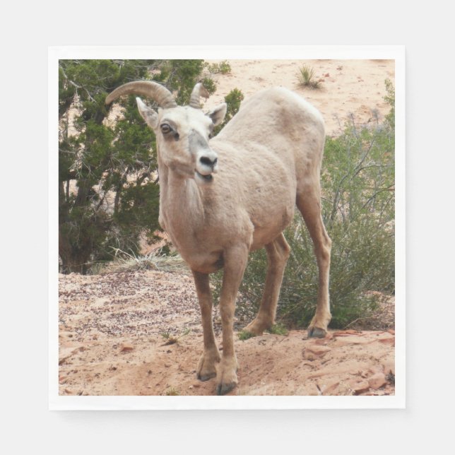 Funny Bighorn Sheep i Zion nationalpark Pappersservett (Framsidan)