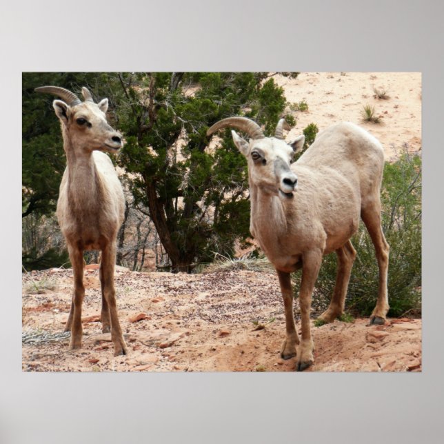 Funny Bighorn Sheep i Zion nationalpark Poster (Framsidan)