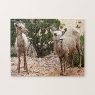 Funny Bighorn Sheep i Zion nationalpark Pussel