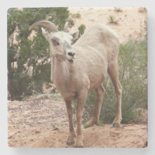 Funny Bighorn Sheep i Zion nationalpark Stenunderlägg