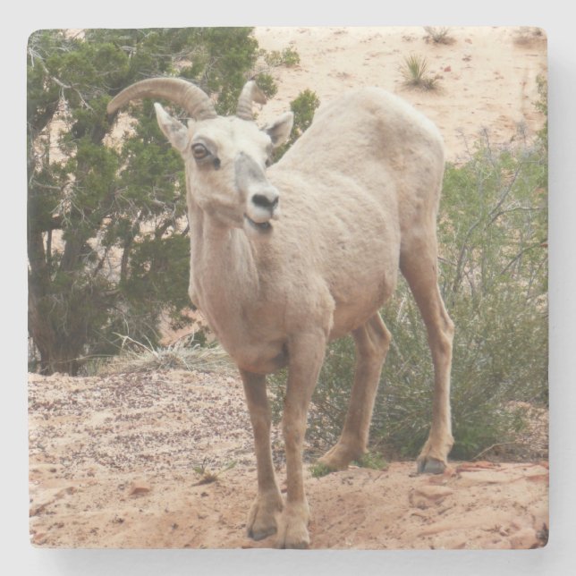 Funny Bighorn Sheep i Zion nationalpark Stenunderlägg (Framsidan)