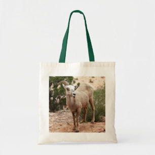 Funny Bighorn Sheep i Zion nationalpark Tygkasse