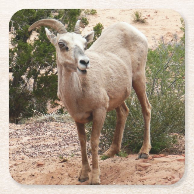 Funny Bighorn Sheep i Zion nationalpark Underlägg Papper Kvadrat (Framsidan)