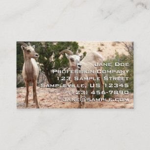 Funny Bighorn Sheep i Zion nationalpark Visitkort