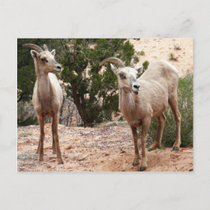 Funny Bighorn Sheep i Zion nationalpark Vykort