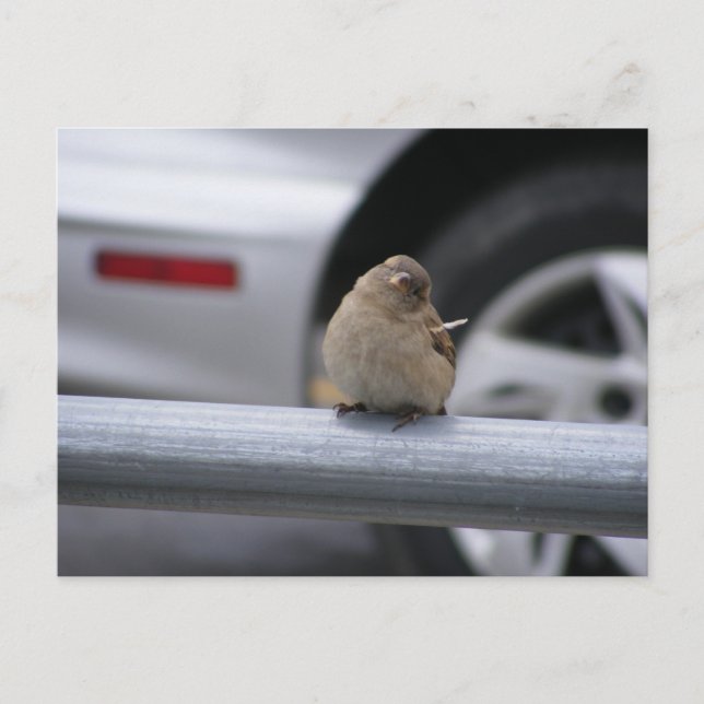Funny Bird, Sparrow Vykort (Framsida)