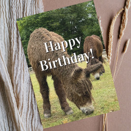 Funny Birthday Donkey Farm Animal Cute Barnyard  Kort