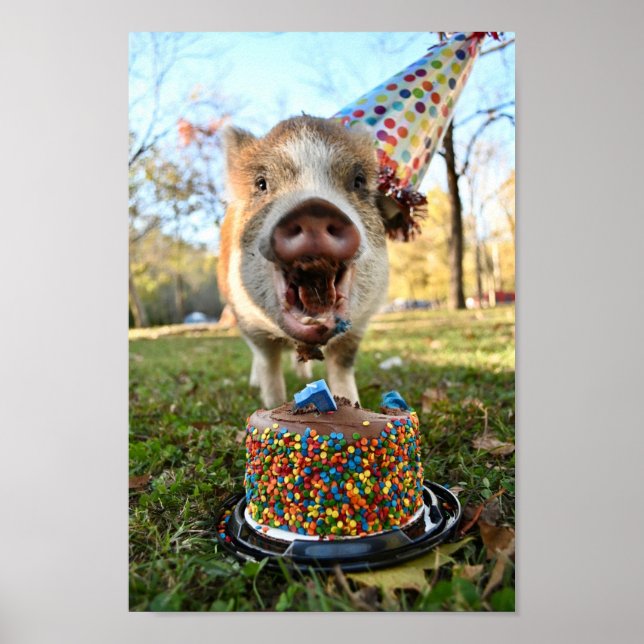 Funny Birthday Gris Poster (Framsidan)