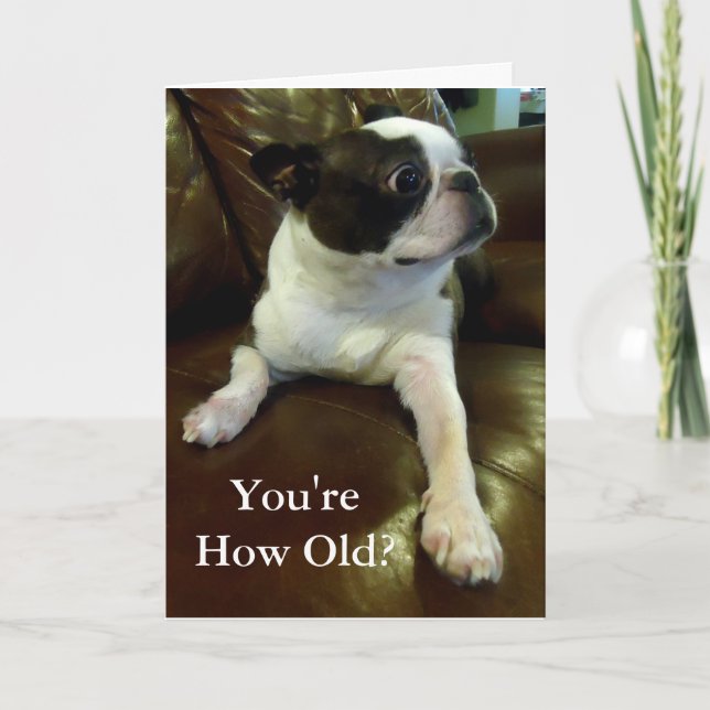 Funny Boston Terrier Birthday Card (Rädda djuren) Kort (Framsida)