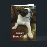 Funny Boston Terrier Birthday Card (Rädda djuren) Kort<br><div class="desc">Det här kortet har en förtjusande Boston Terrier som är komisk chockad över att du fått reda på din ålder och skulle vara perfekt för alla som behöver ett roligt födelsedagskort eller till och med bara en daglig dos söt. Dessutom doneras 5 procent av royaltyn från varje försäljning till rädda...</div>