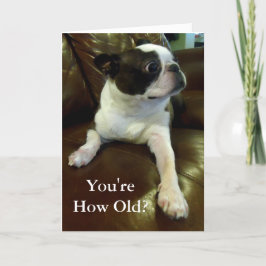Funny Boston Terrier Birthday Card (Rädda djuren) Kort