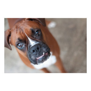 Funny boxer-hund fototryck