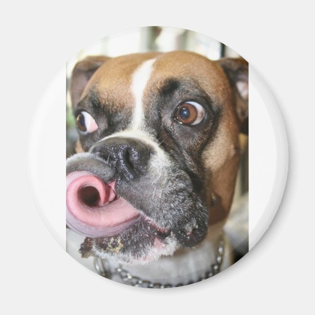 Funny Boxer Hund Magnet (Framsidan)