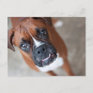 Funny boxer-hund vykort
