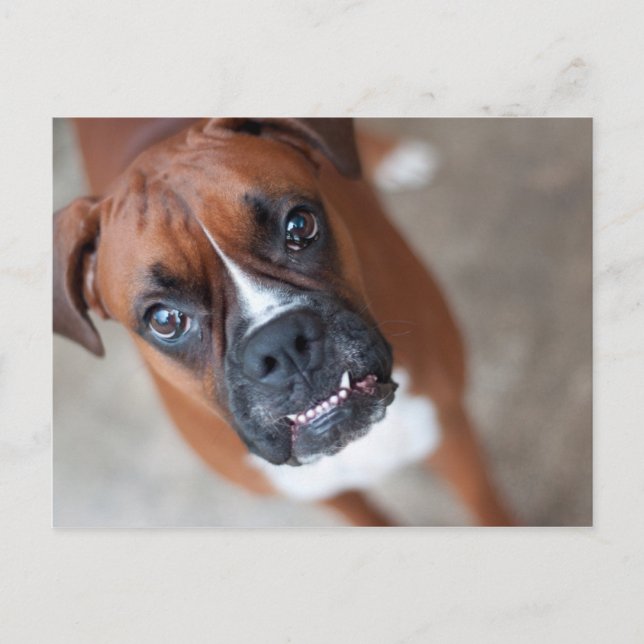 Funny boxer-hund vykort (Framsida)