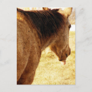 Funny Buckskin Vykort