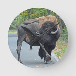 Funny Bull Bison Slickar sina Testicles Rund Klocka