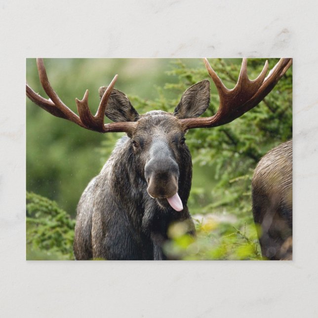 Funny Bull Moose Vykort (Framsida)