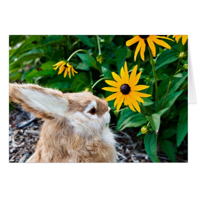 Funny Bunny Hälsningskort (Framsidan Horizontal)