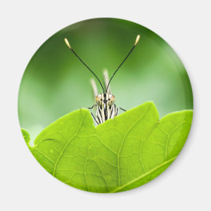 Funny Butterfly Peeks över Löv Magnet