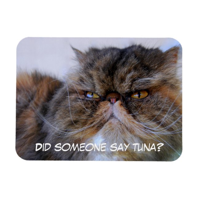 Funny Calico Persian Cat Premium Magnet (Horisontell)