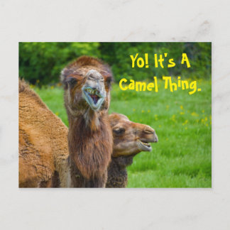 Funny Camel Animal Vykort