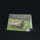 Funny Camel Birthday Kort<br><div class="desc">En lat kamel vilar på gräset. Intressant tittar djur. Det här roliga födelsedagskortet kan anpassas efter behov.</div>