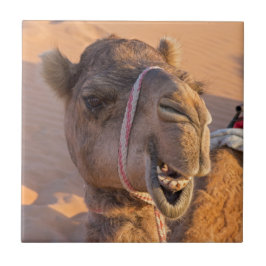 Funny Camel Kakelplatta