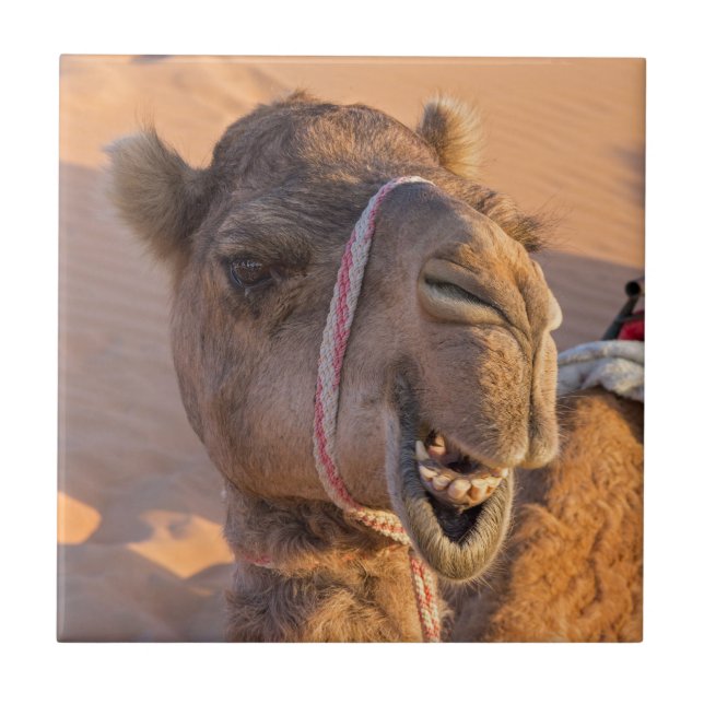 Funny Camel Kakelplatta (Framsidan)