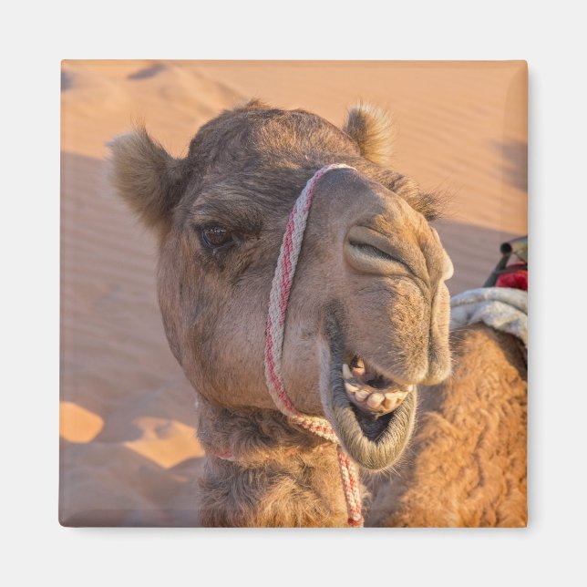 Funny Camel Magnet (Framsidan)