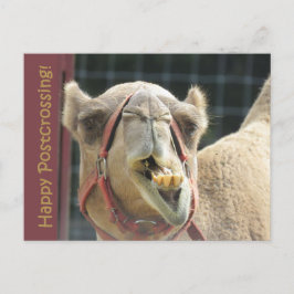 Funny Camel Postcross vykort