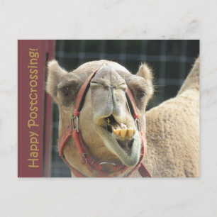 Funny Camel Postcross vykort