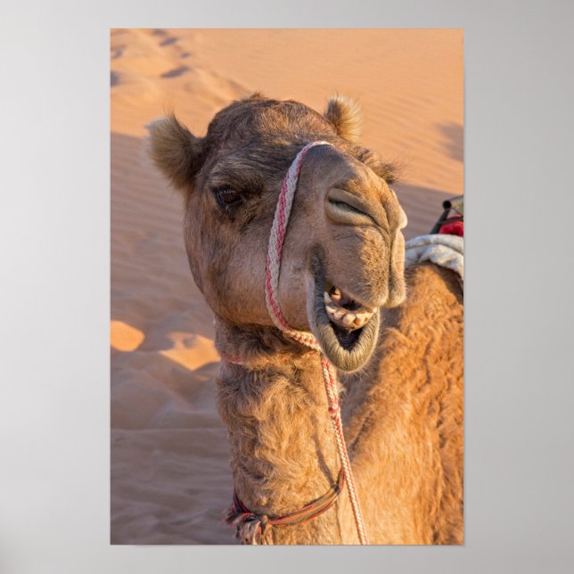 Funny Camel Poster (Framsidan)